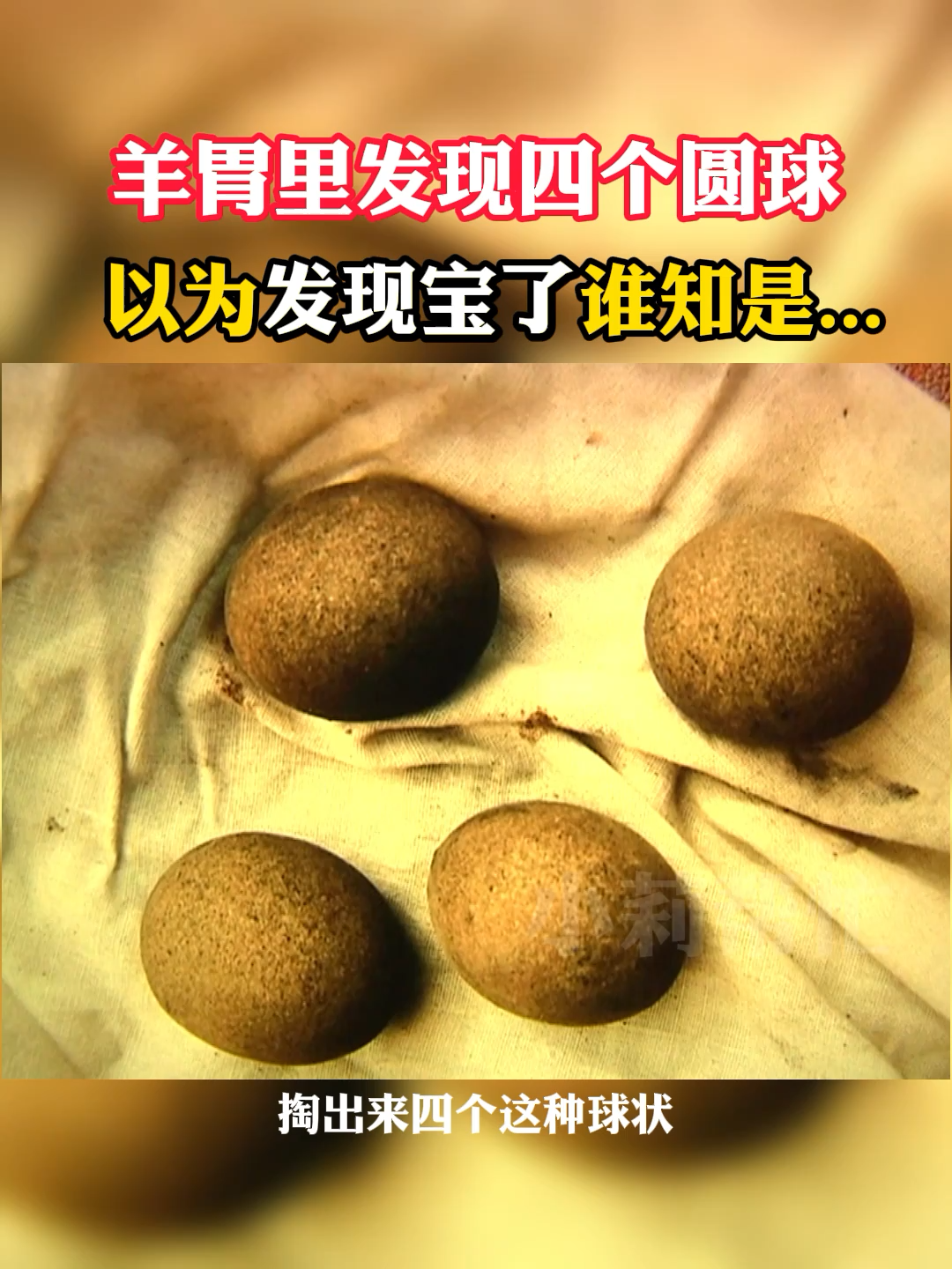 羊胃里发现四个圆球以为发现宝了谁知是羊小莉帮忙伶小莉