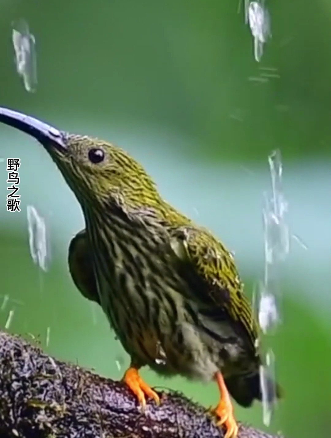 纹背捕蛛鸟,痛痛快快洗个澡-度小视