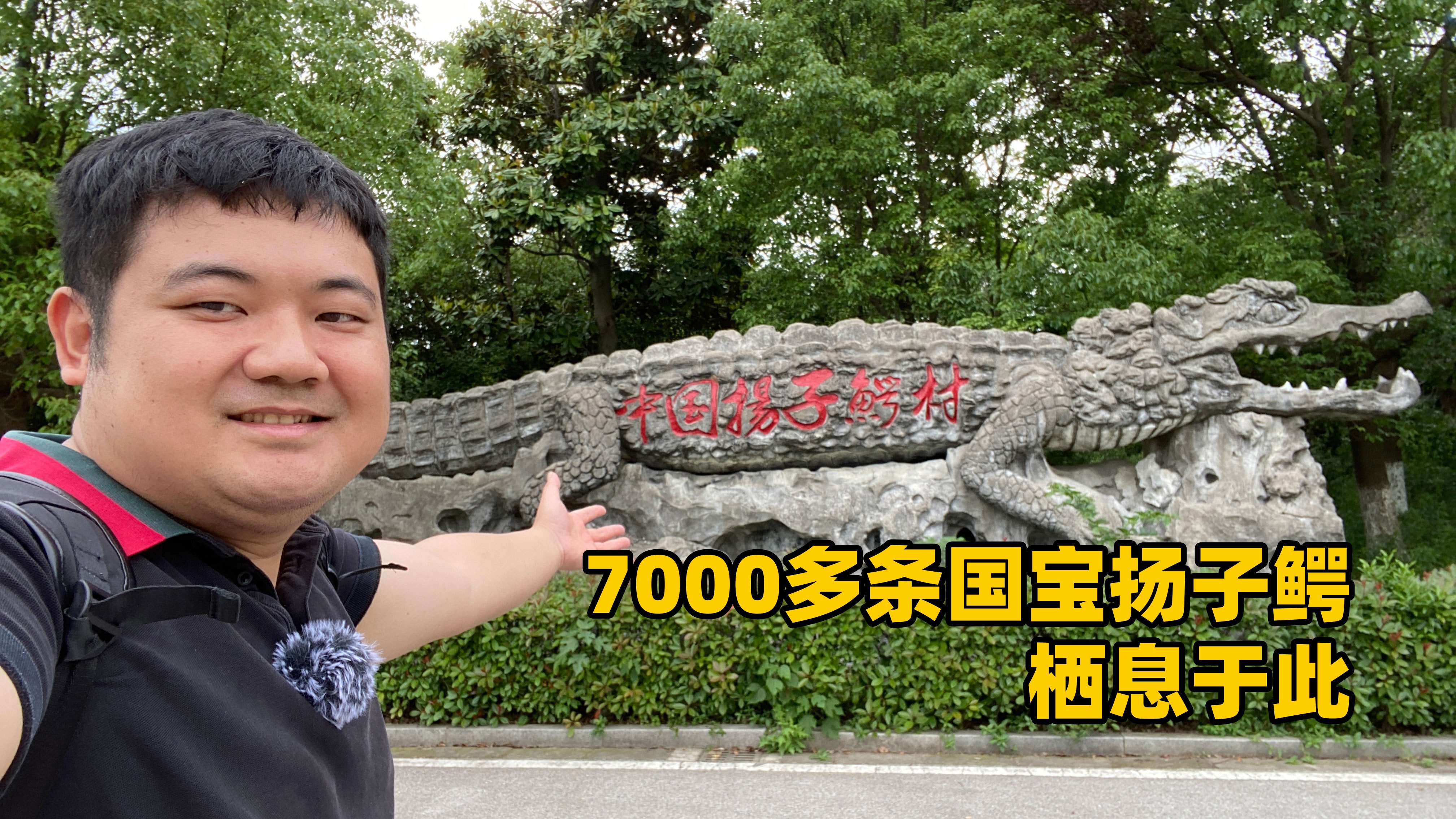 浙江长兴扬子鳄村:7000多条扬子鳄栖息于此,可爱温顺的国宝