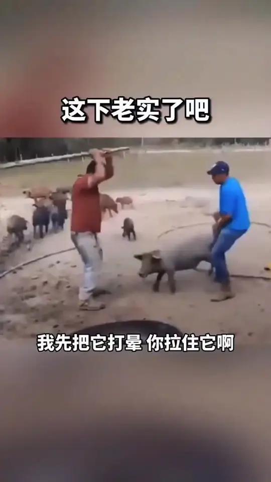 把猪敲晕的表情包图片