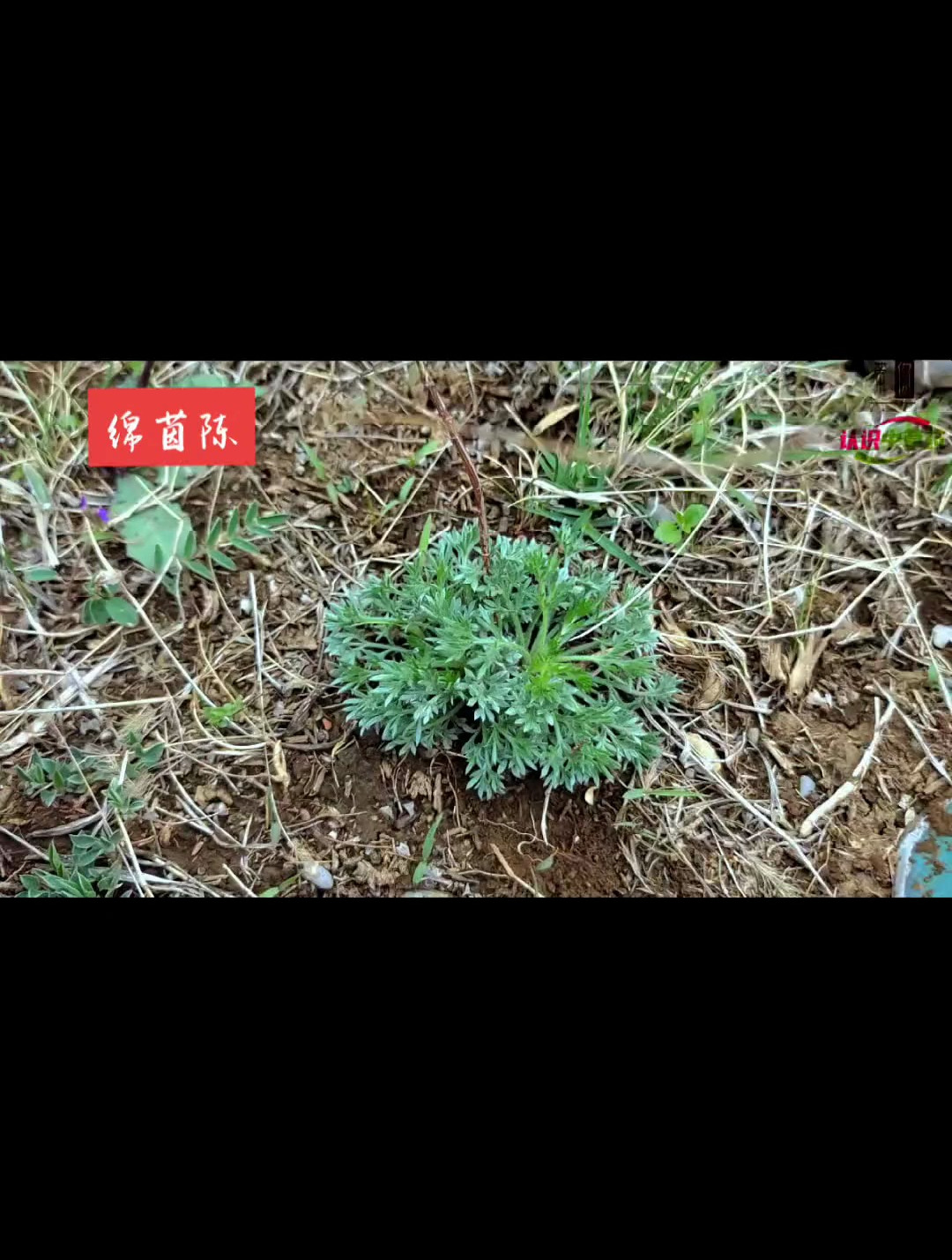 绵茵陈别名白蒿,绒蒿,松毛艾等,为菊科植物茵陈蒿的幼苗-度小视