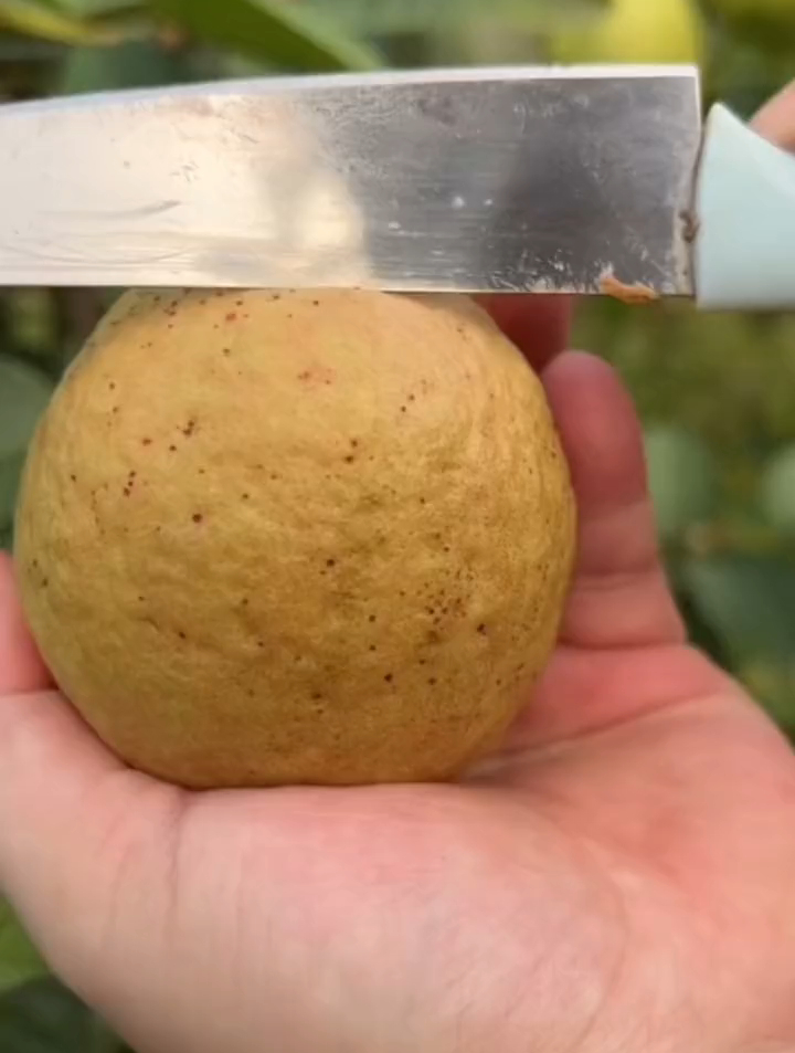 红心芭乐又名鸡屎果,生吃酸甜,熟吃软糯香甜-度小视