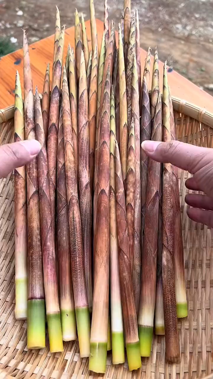 融水元宝山重阳笋也叫火烧笋,有吃过的么?有柳州人路过没?-度小视