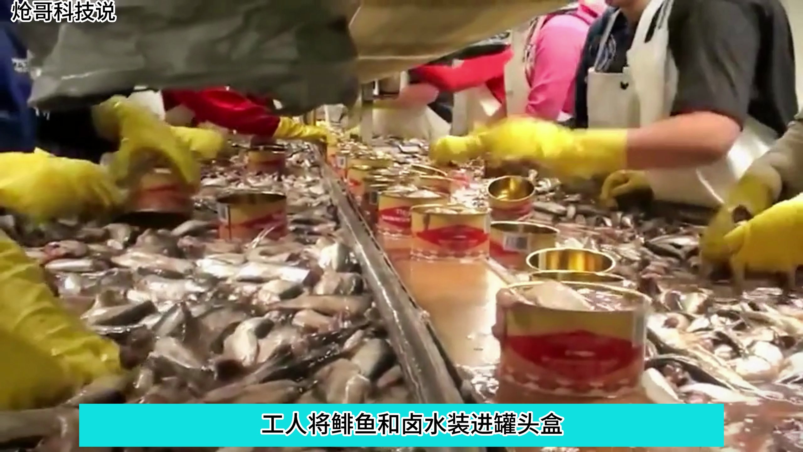 鲱鱼罐头制作过程,非常考验工人的承受能力 罐头 科普