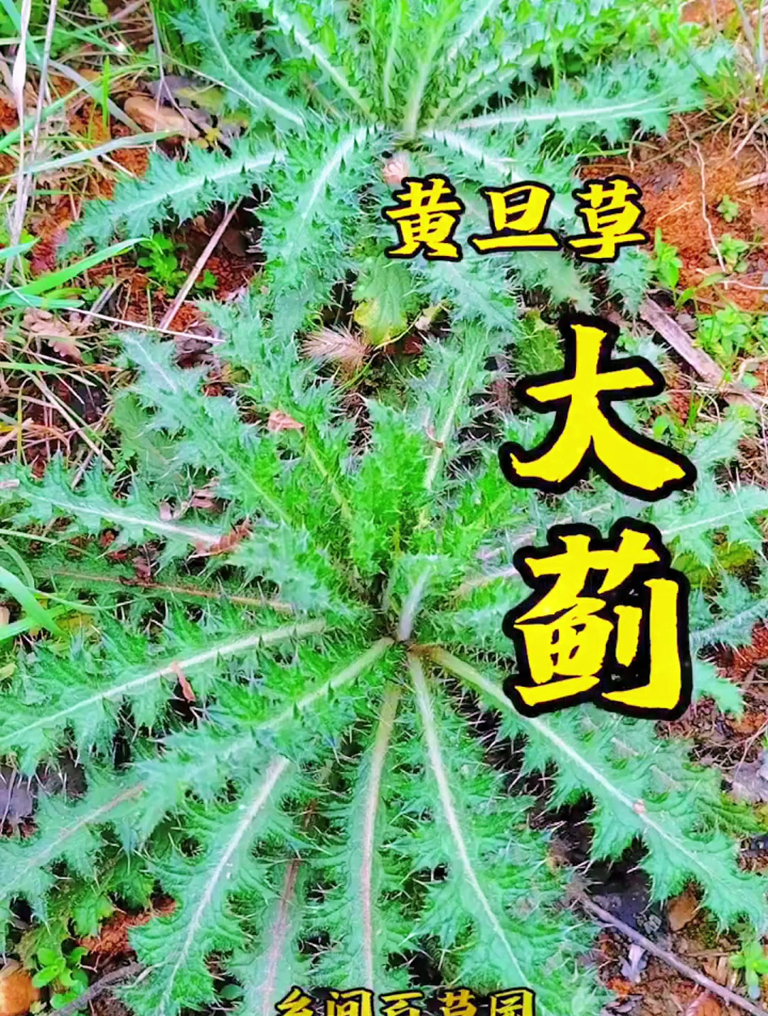 这个是大蓟,你知道它吗?