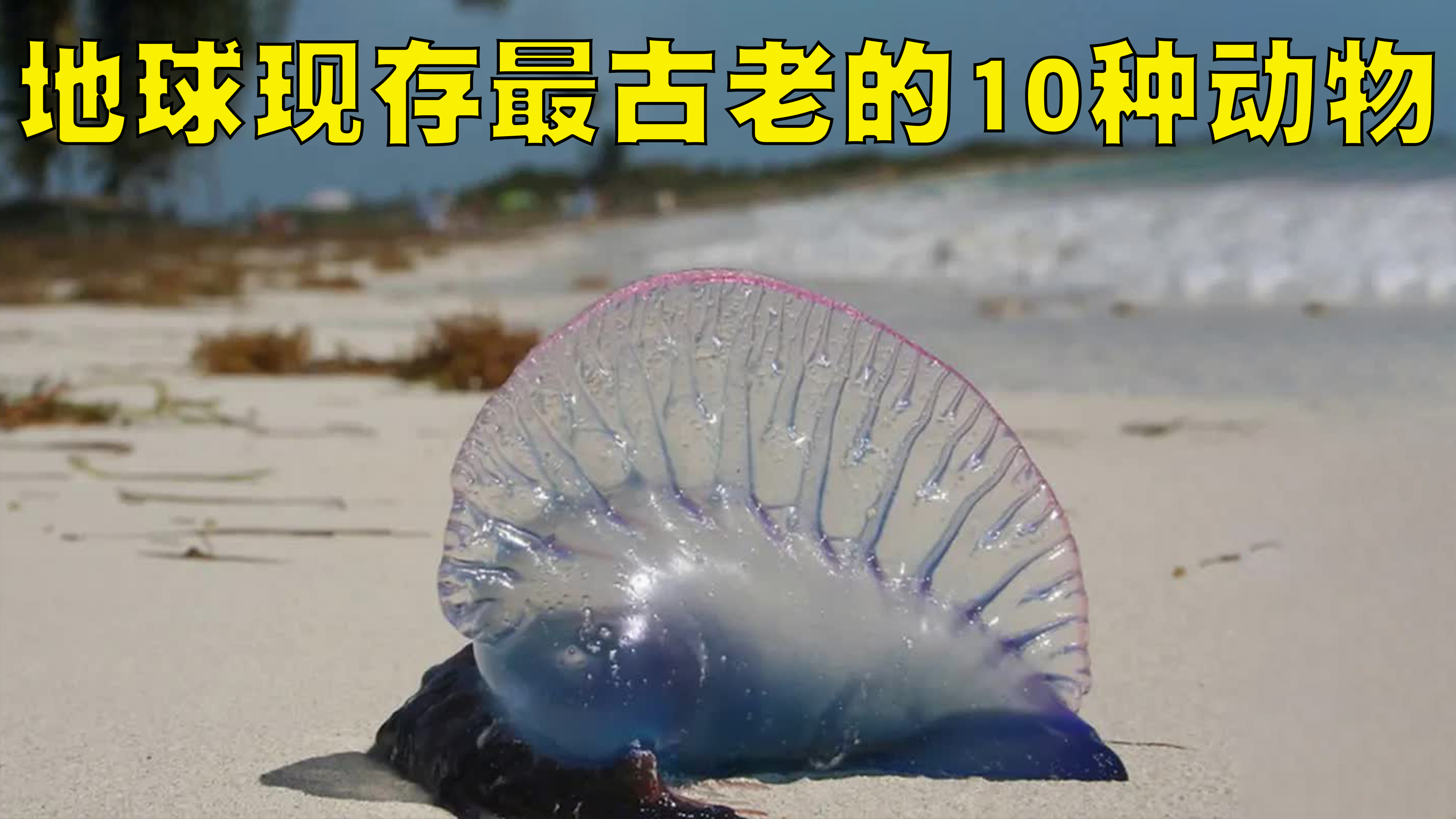 地球现存最古老的10种动物排行榜,人类在地球充其量是个过客!