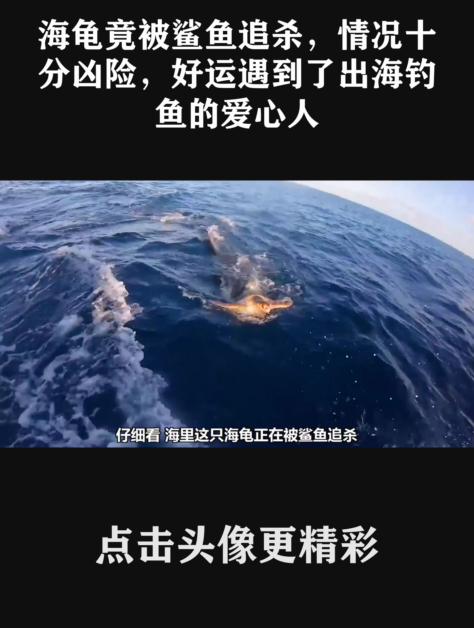 一个人在海里被鲨鱼追的动画片?(一个人在海里被鲨鱼追的动画片叫什么)