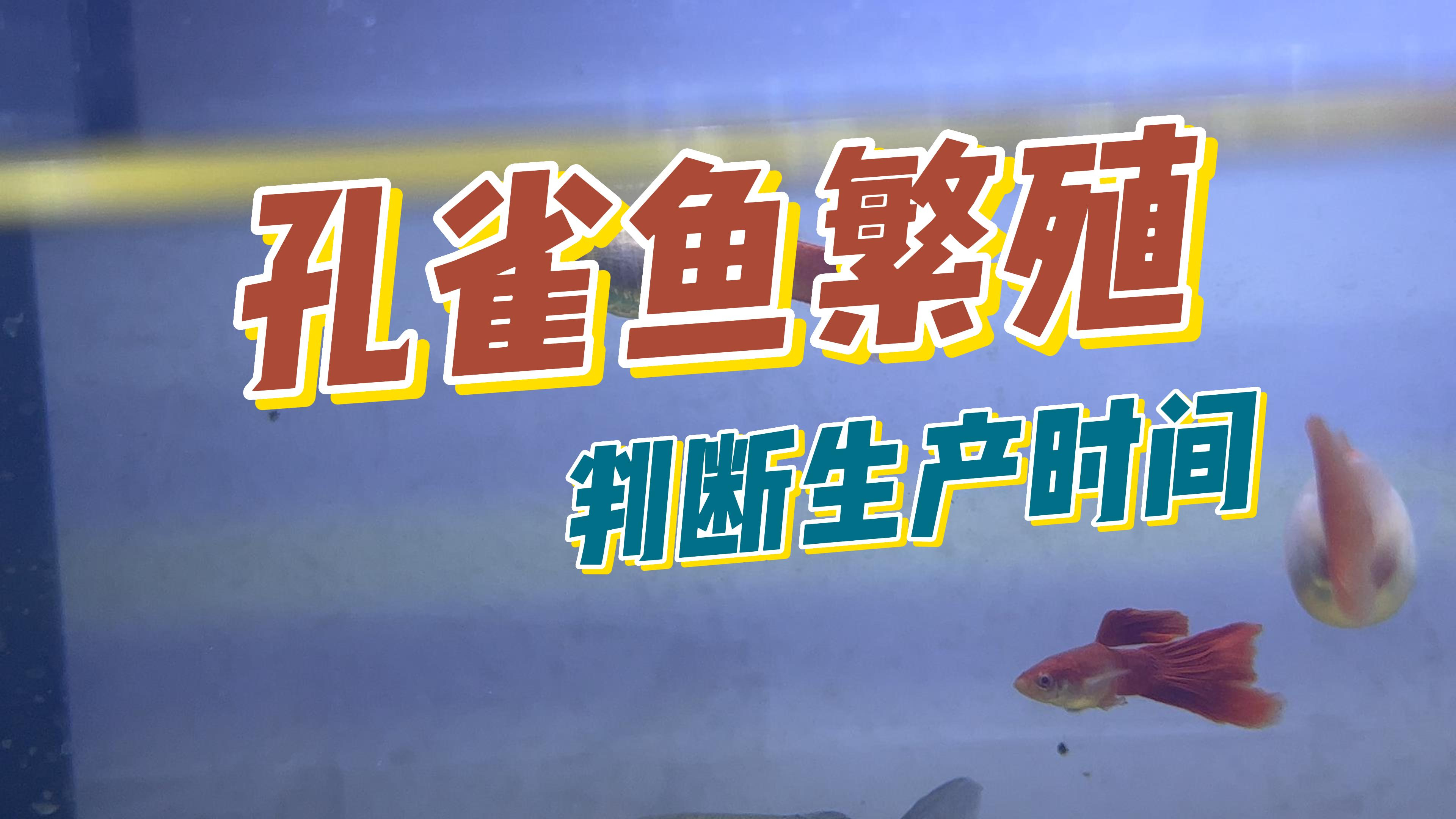 判断孔雀鱼繁殖时间的超简单方法