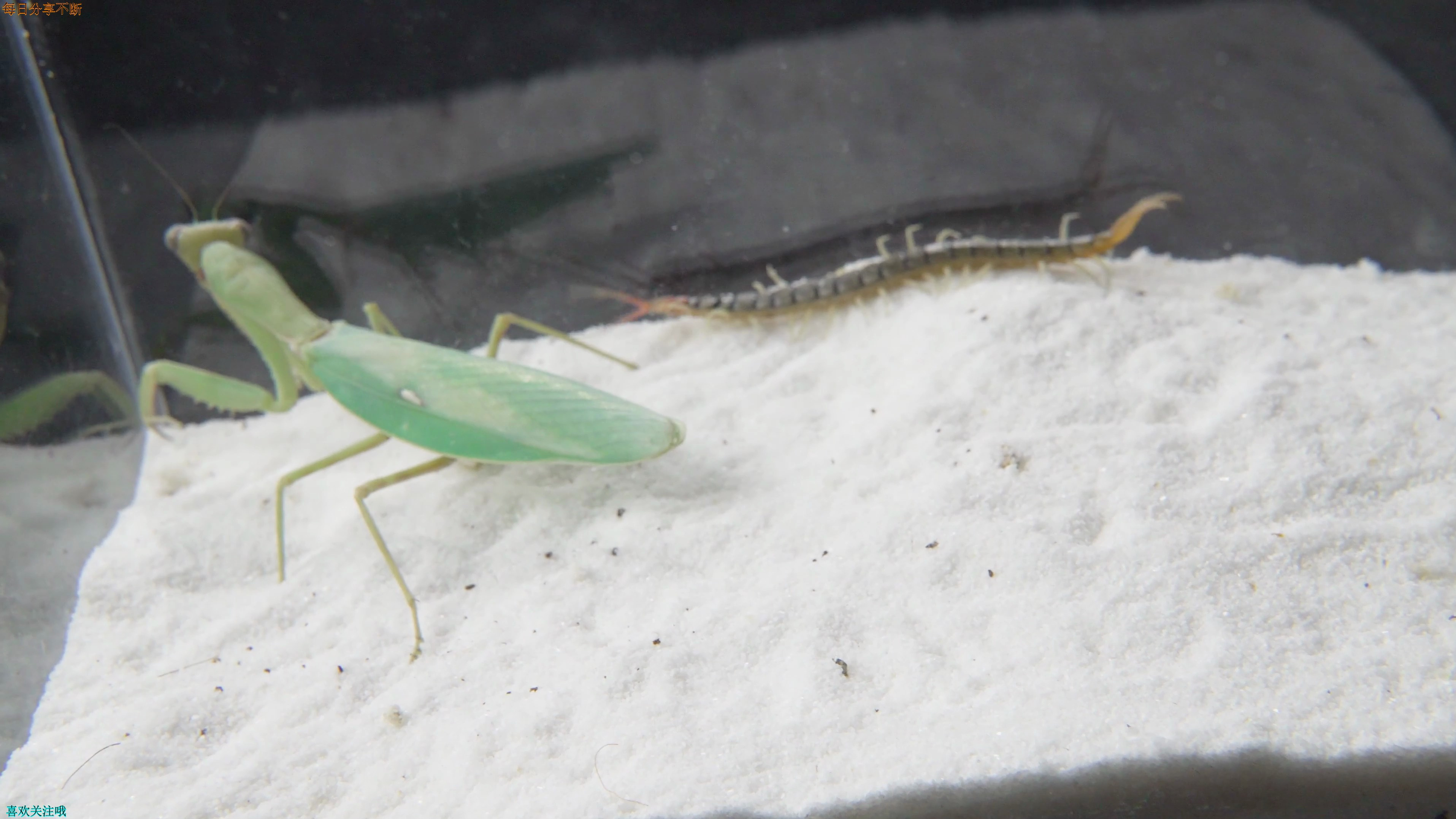 大螳螂 VS 小蜈蚣!谁输谁赢