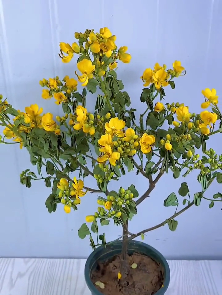 黄金梅 有喜欢的吗?