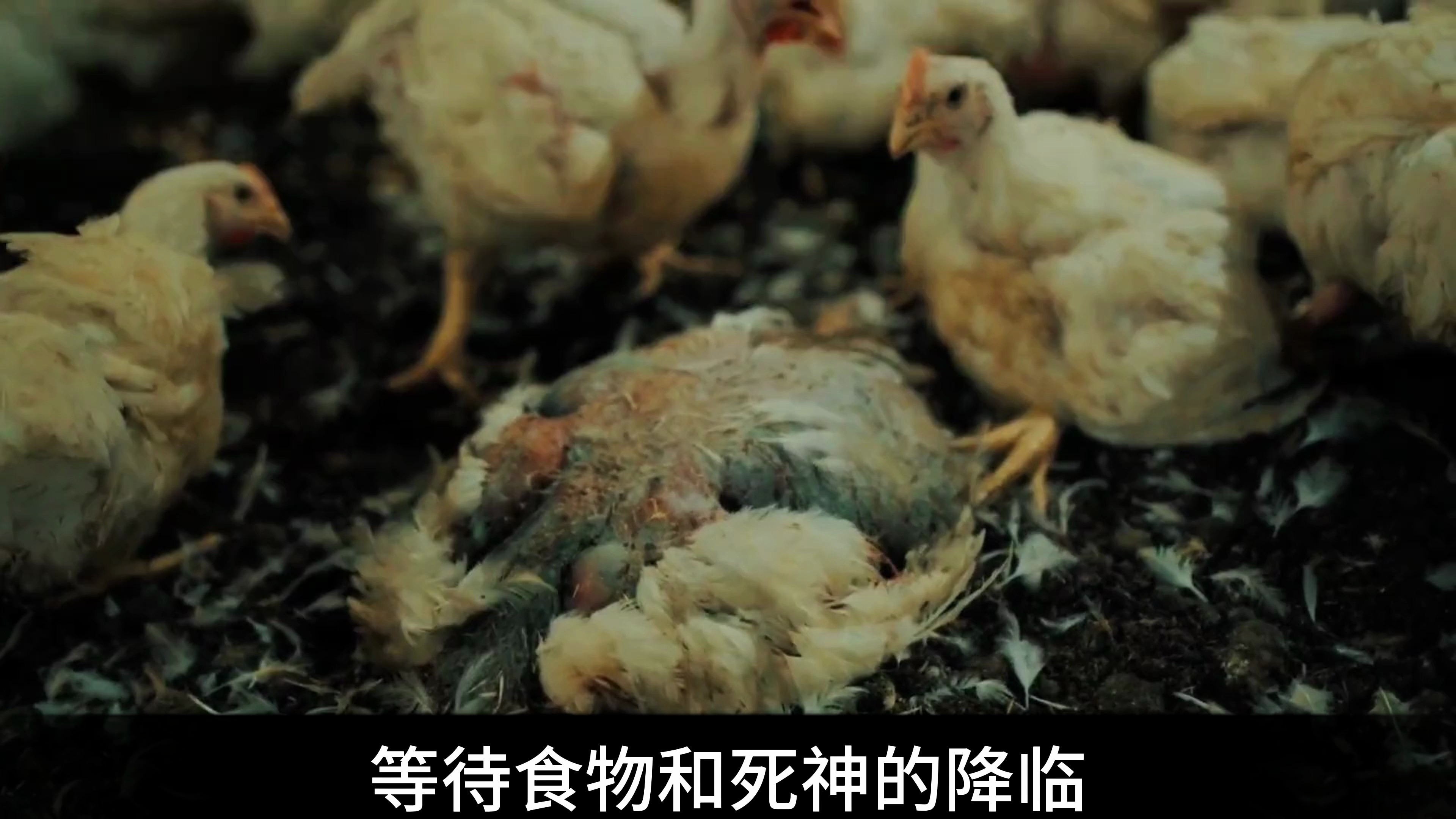 这样的鸡肉你真的敢吃吗?仅仅40天,就可以长成5斤重的白羽鸡