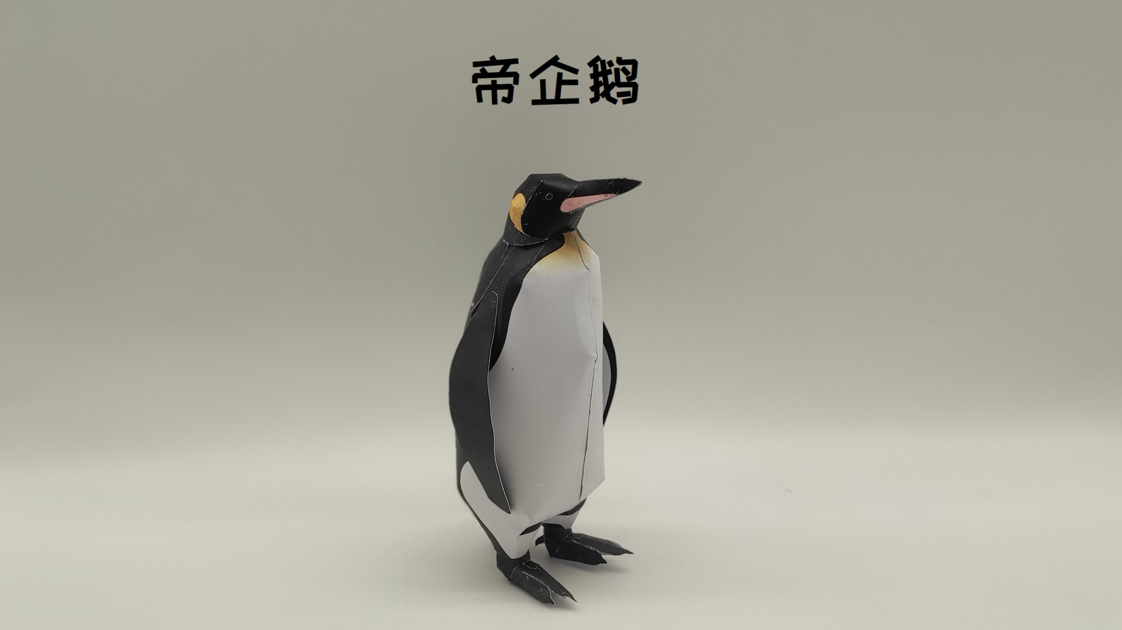 成为鸟类收藏家,帝企鹅(纸模型素材来自Kei Craft)