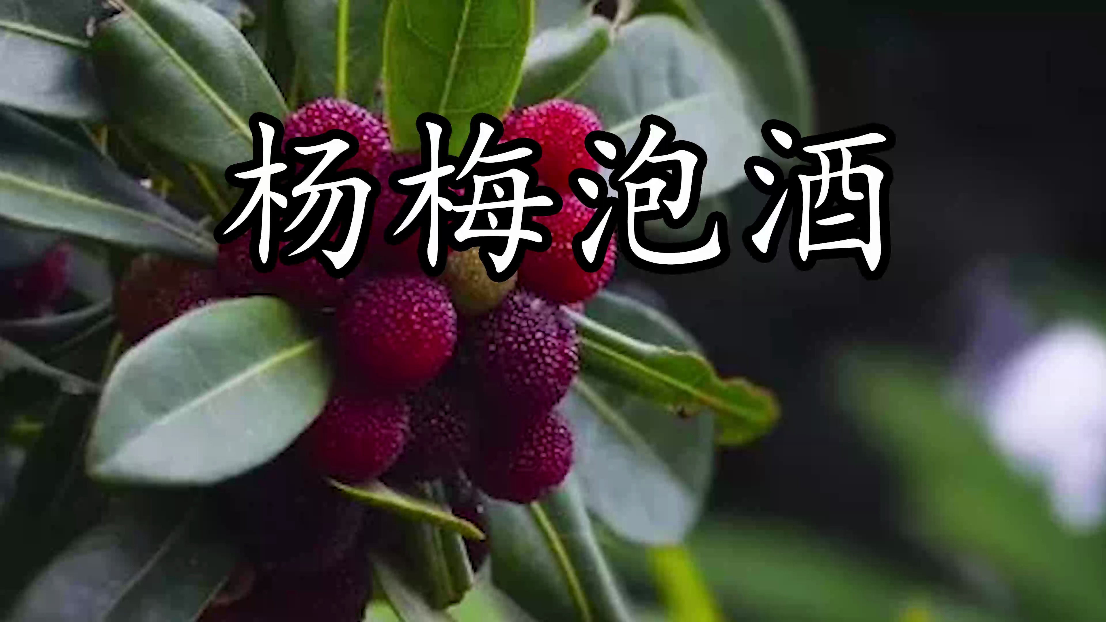 如何制作杨梅酒快来快来看~