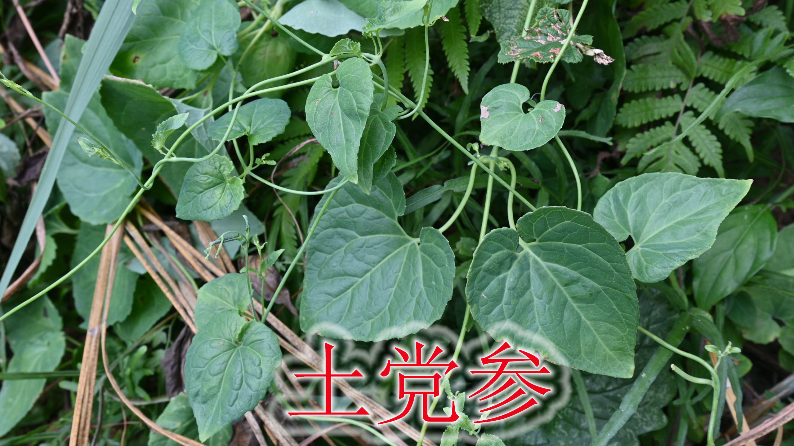 农村的土党参是个宝,当地人称为“催乳草”,遇见挖回家炖汤
