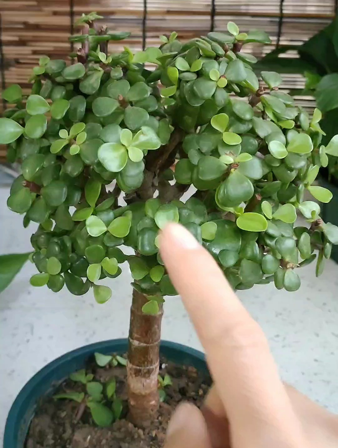 金枝玉叶这样养,叶片紧凑,枝繁叶茂