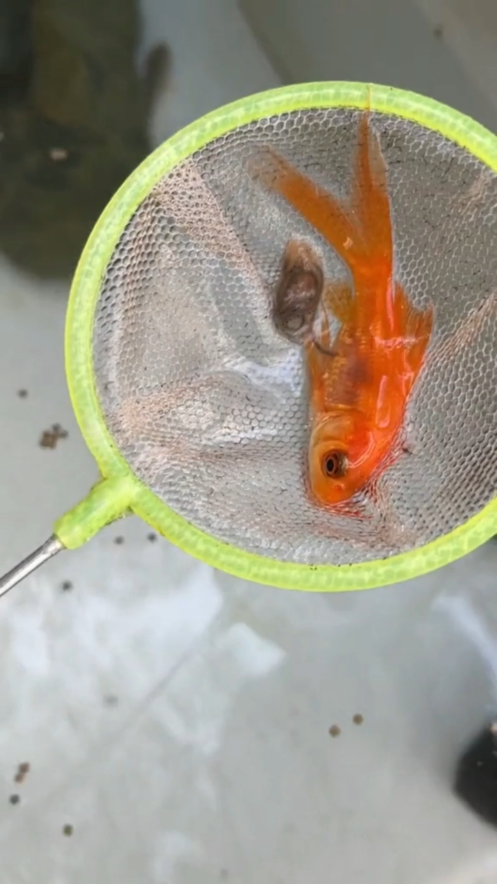 红鲫鱼产卵视频