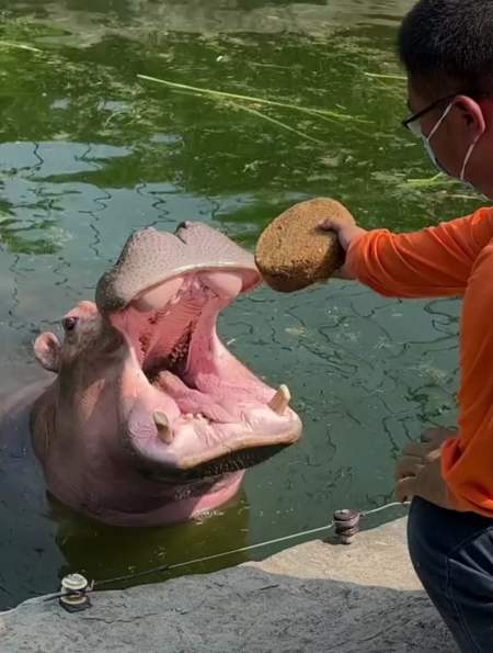 河马吃月饼,完全咬不动,太可爱了-度小视