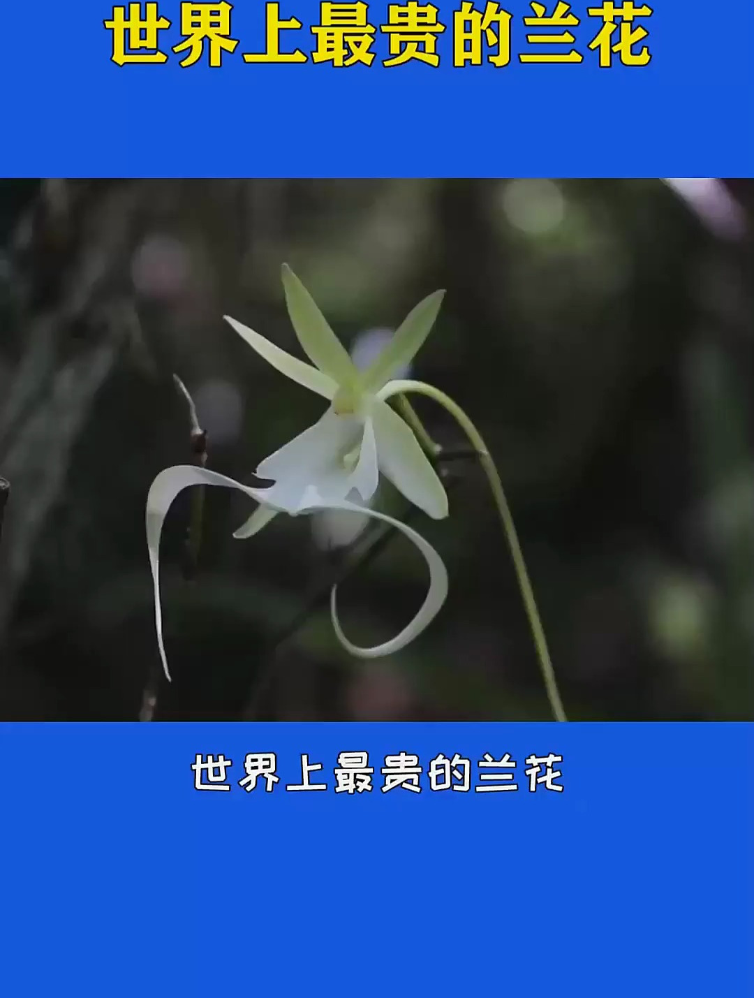 世界上最贵的兰花,价值1500万!