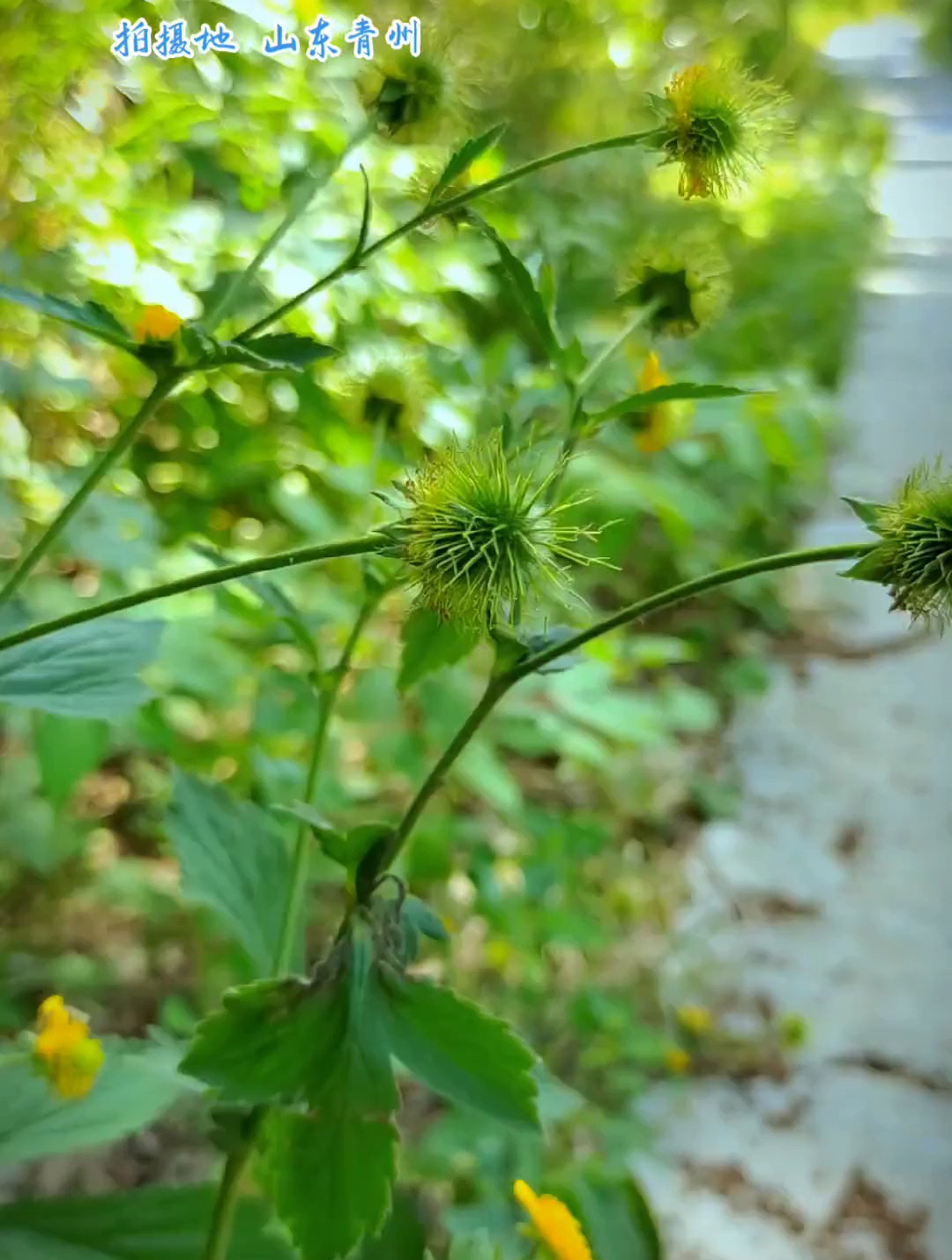 路边青是蔷薇科路边青属,是全草植物