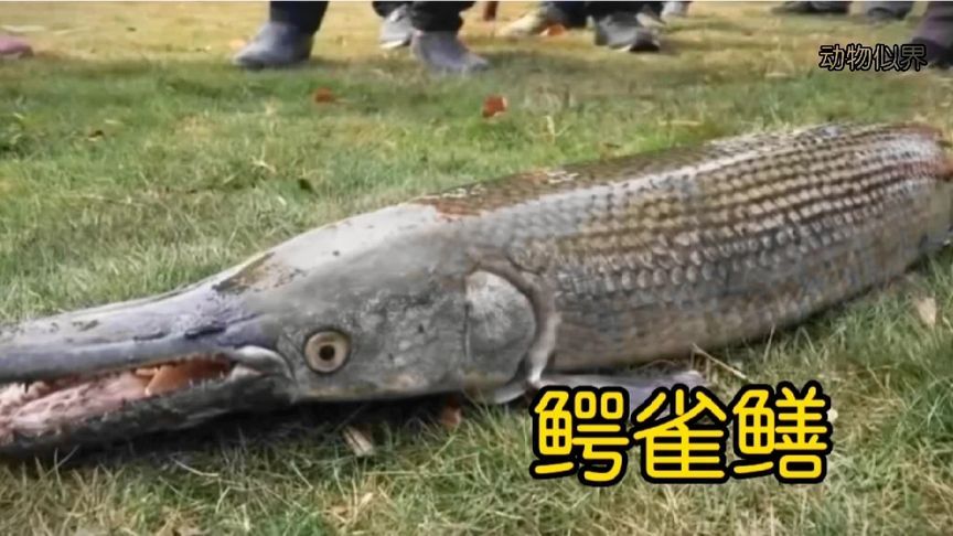 抽干20万立方水抓两条鱼,鳄雀鳝的影响远超我们的想象!