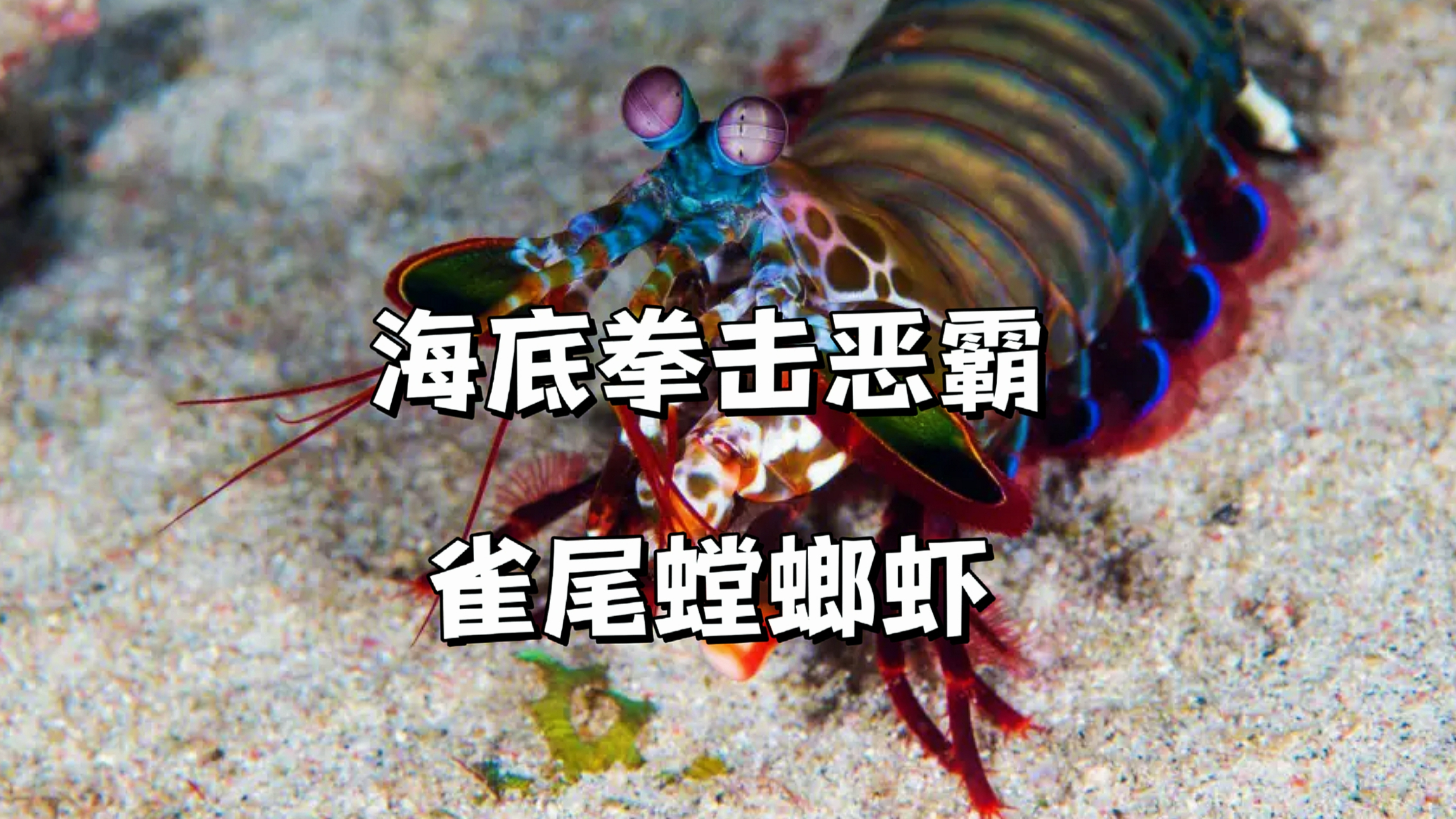 海底拳王-雀尾螳螂虾
