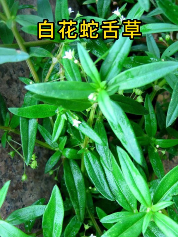 白花蛇舌草 白斑 皮肤健康