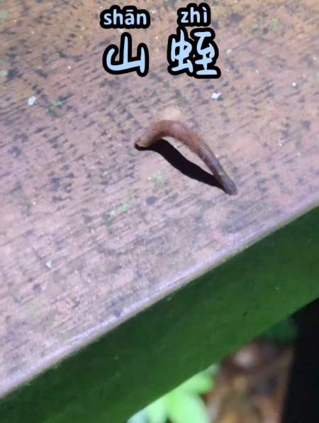 山蛭 俗称旱蚂蝗 是一种吸血的环节动物 危害性不大-度小视