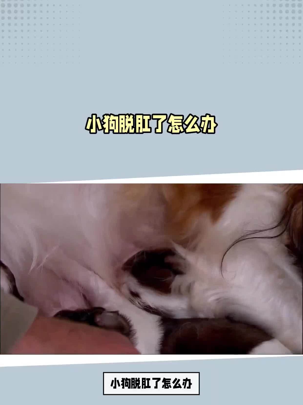 幼犬脱肛图片