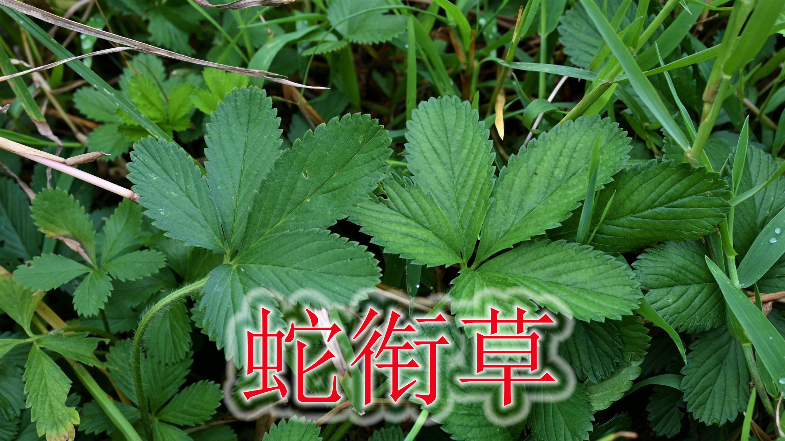 蛇受伤而得名“蛇衔草”,植物别称“活血草”,遇见能帮助不少人