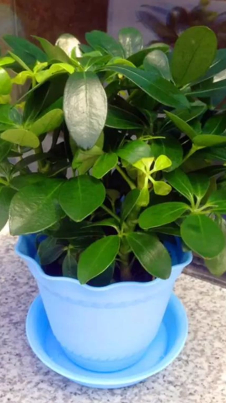 家里什么都不养,也要养一盆七叶莲,非常好养,有水就能存活