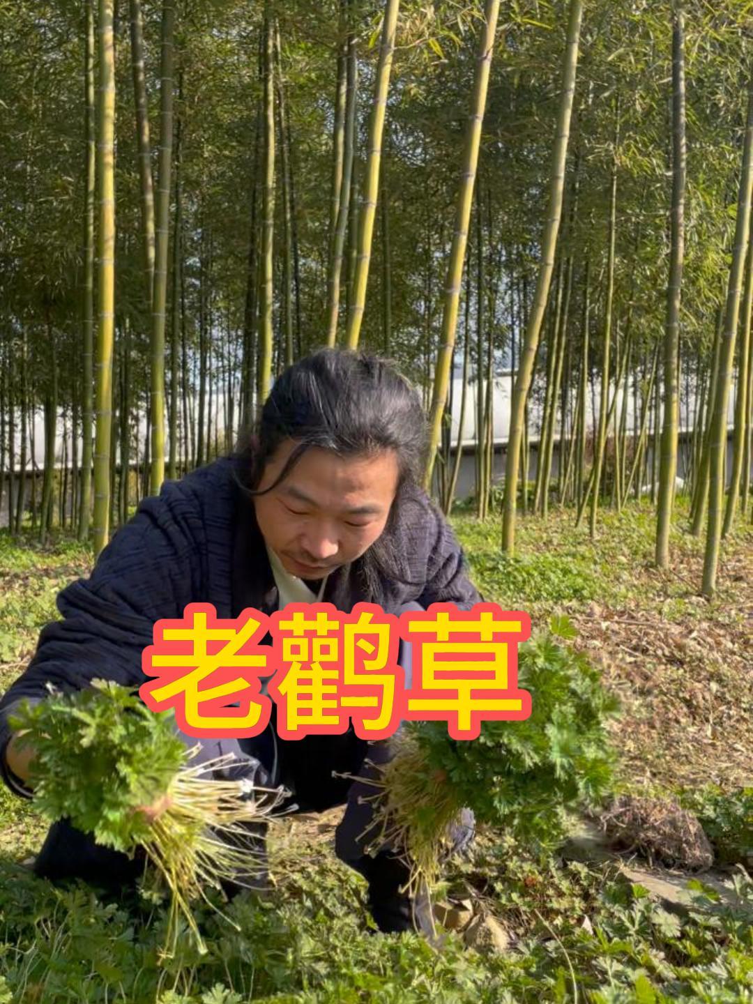 万物皆可茶简简单单来一个绿茶工艺的老鹳草吧