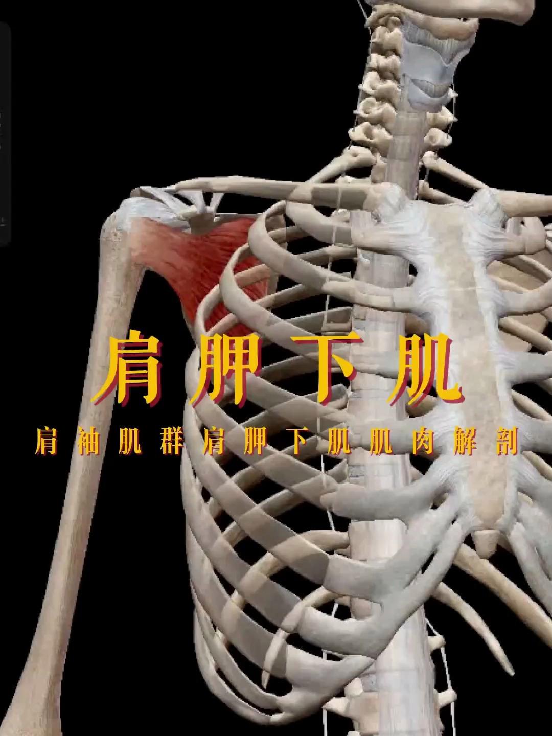 肩胛下肌肌肉解剖讲解