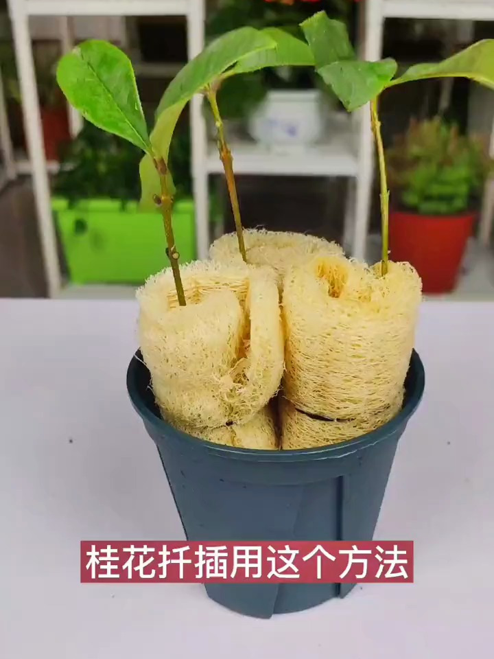 教你如何扦插桂花,简单好学好上手,插一个或一个!