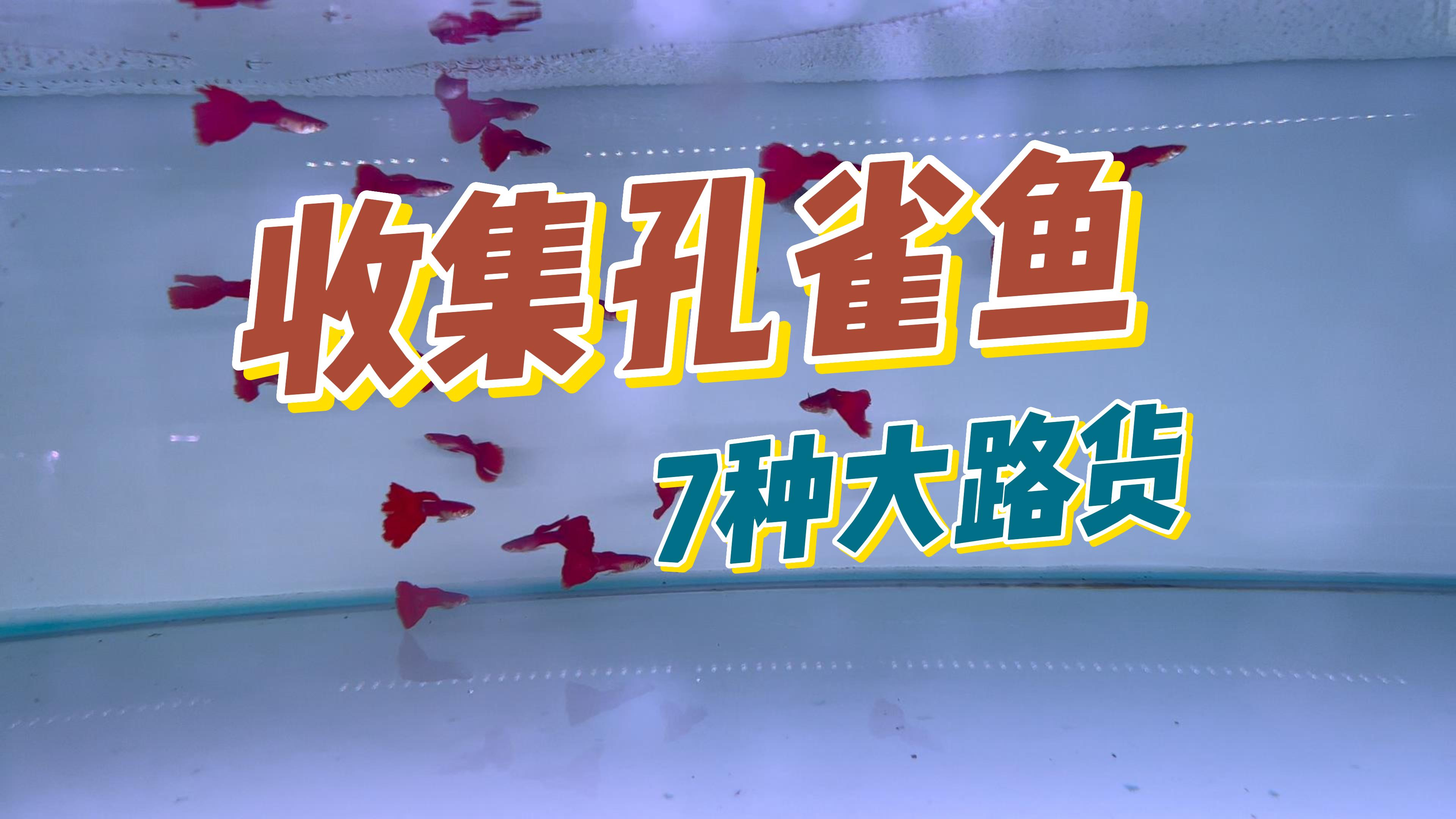 市面上7种常见品种孔雀鱼