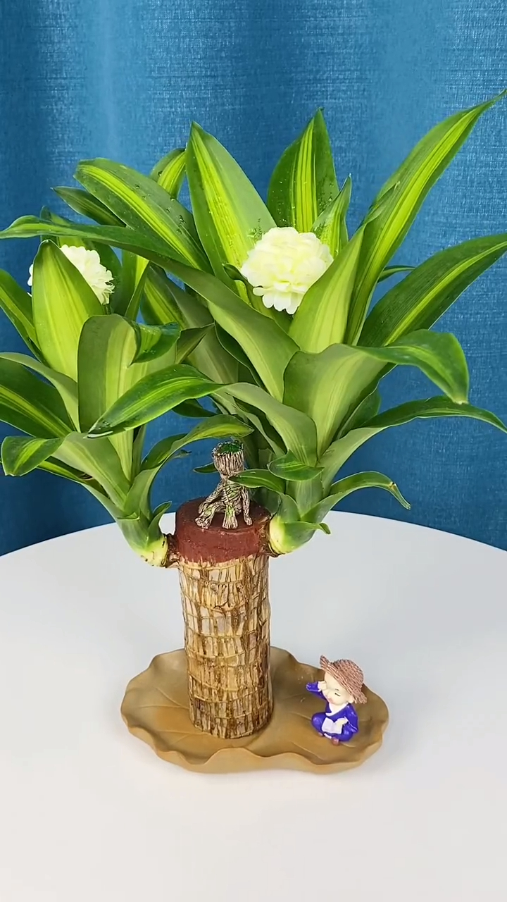 巴西木又叫幸运木,传说一旦开花你就遇到幸运的事情哟