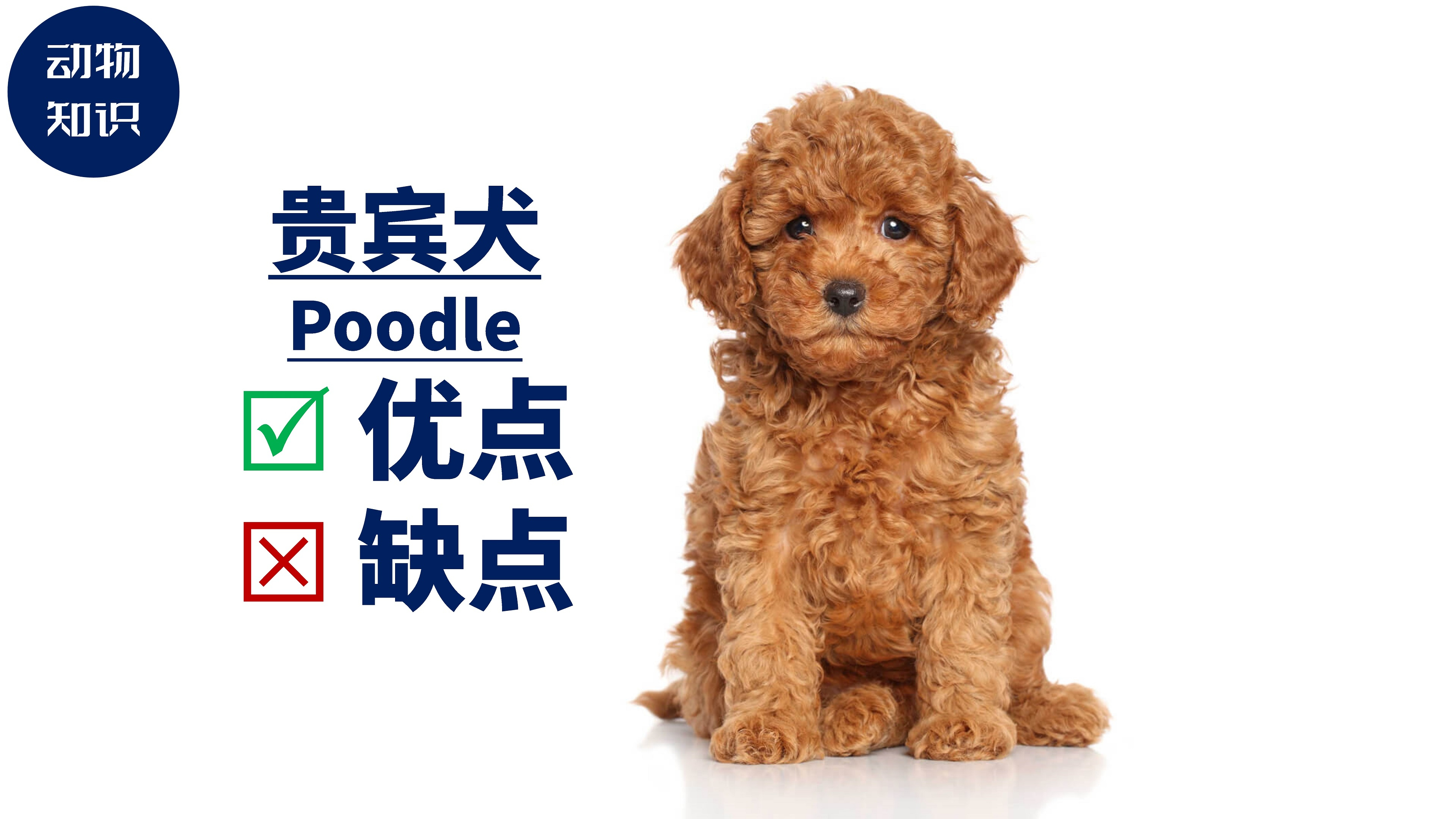 贵宾犬:优点&缺点!