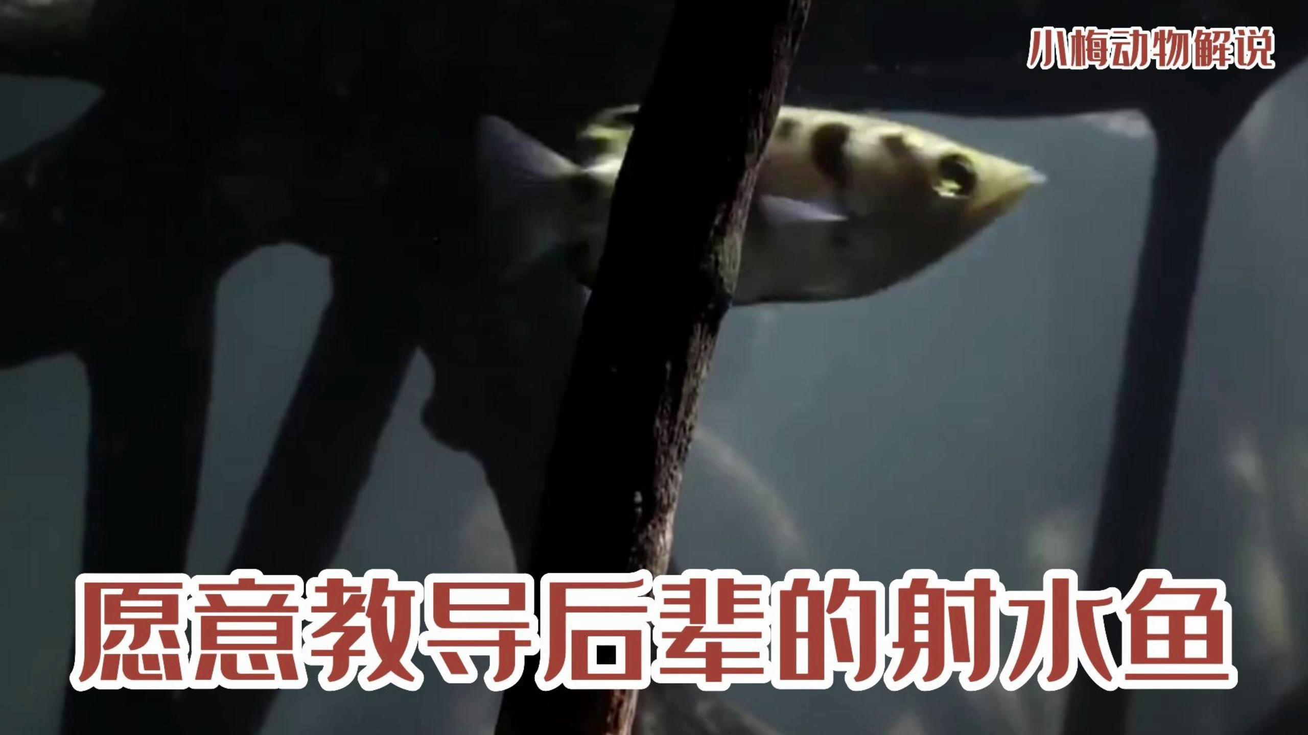 愿意教导后辈的射水鱼跟欺负后辈的白头鹰