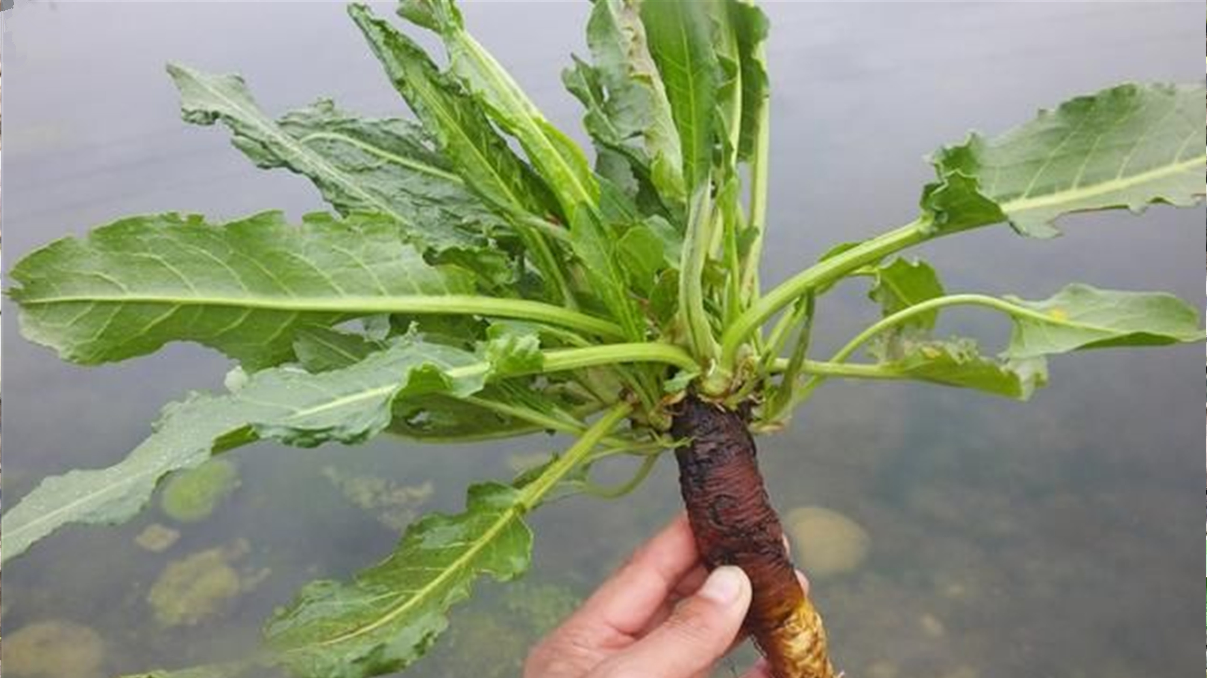 野菠菜别名“土大黄”煮水,有3大厉害妙用?男女朋友都受益