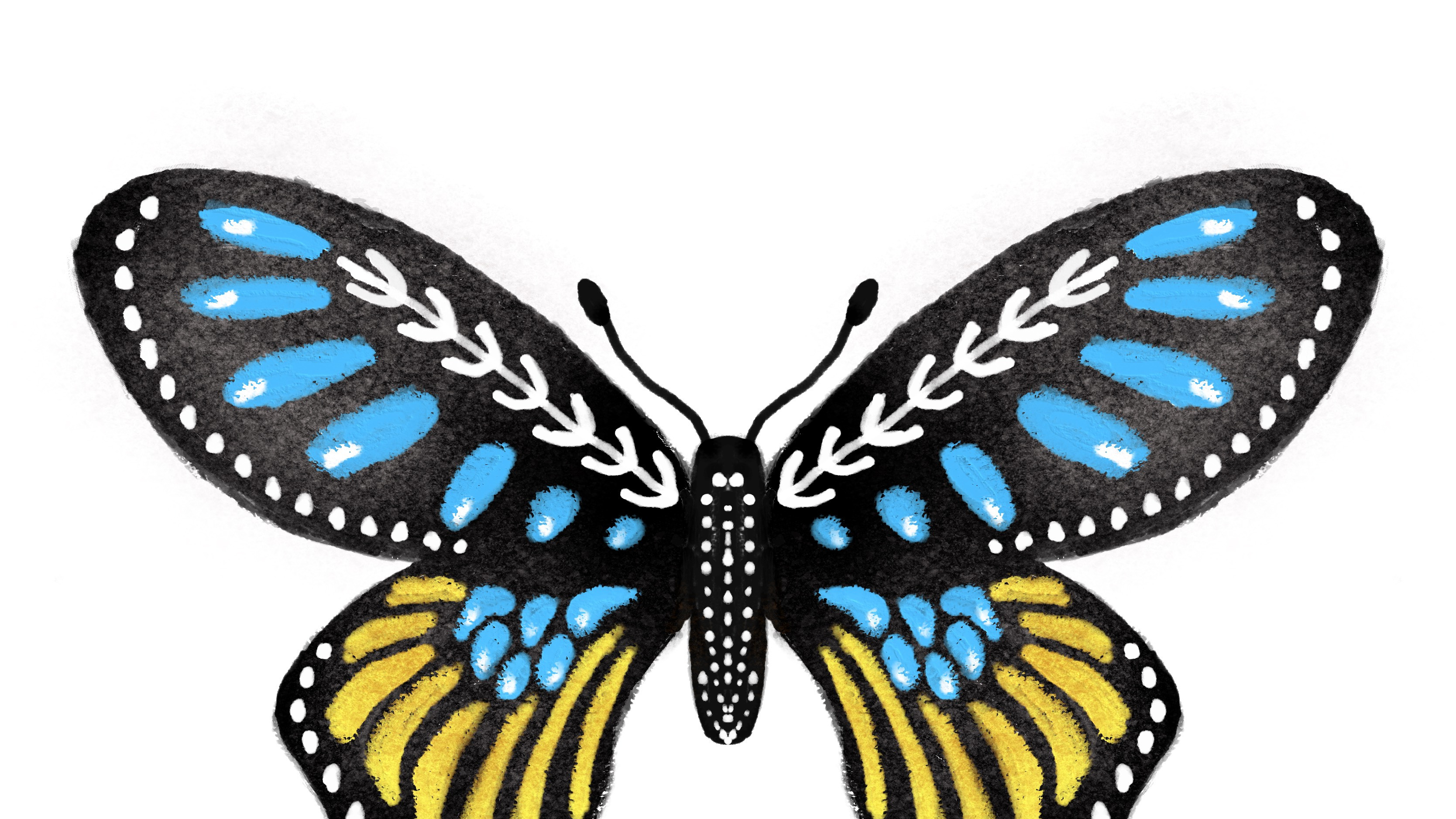 春天来了,花开了,可是没见到蝴蝶,画一只春天的蝴蝶