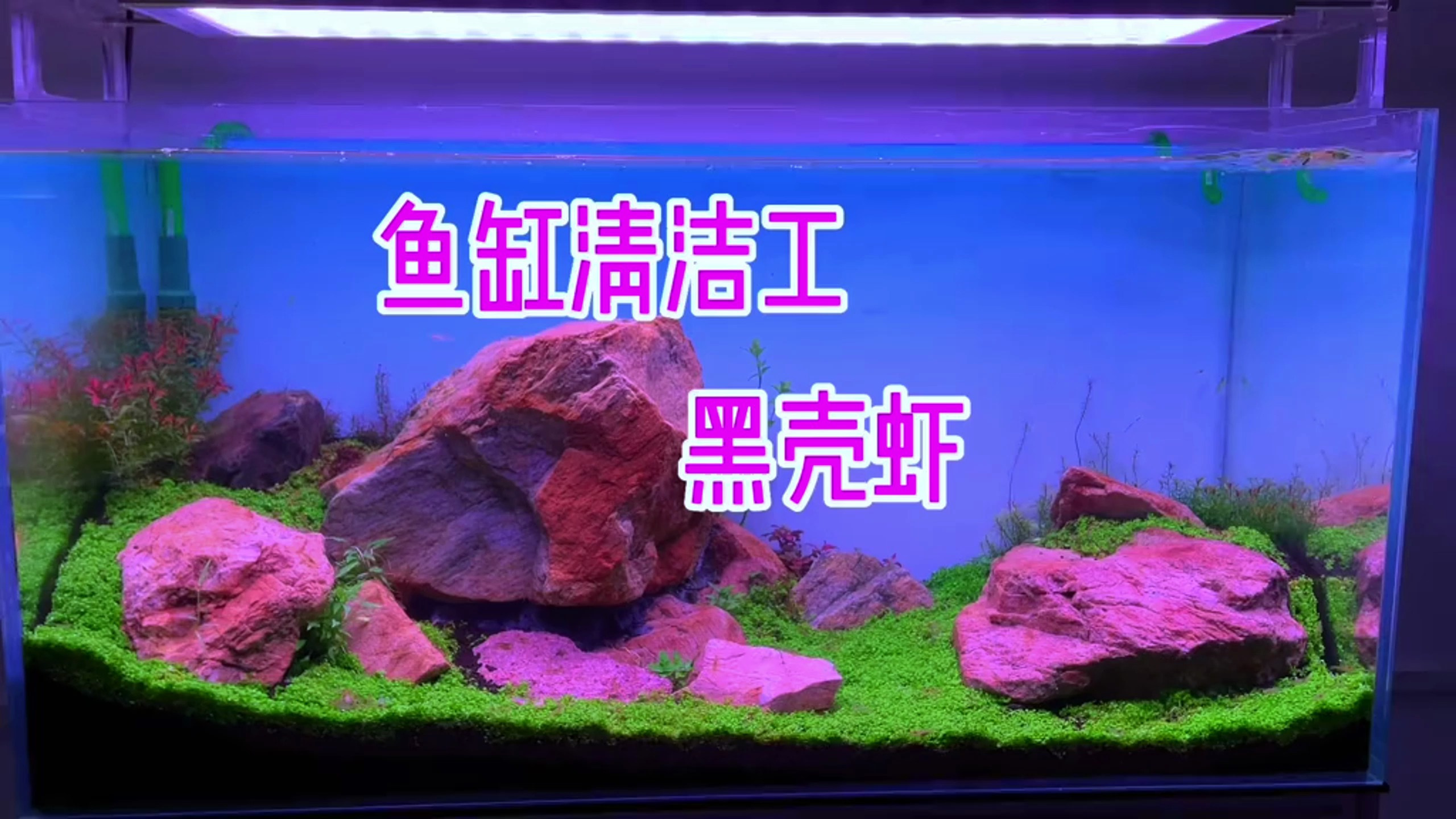 什么?它竟然是鱼缸清洁工里排行第一?