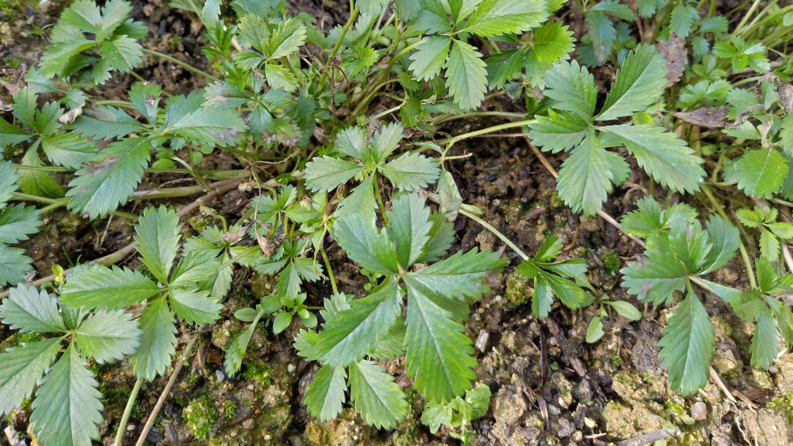 五皮风:老一辈人称之为“止咳王”,你家附近可能也有,记得珍惜