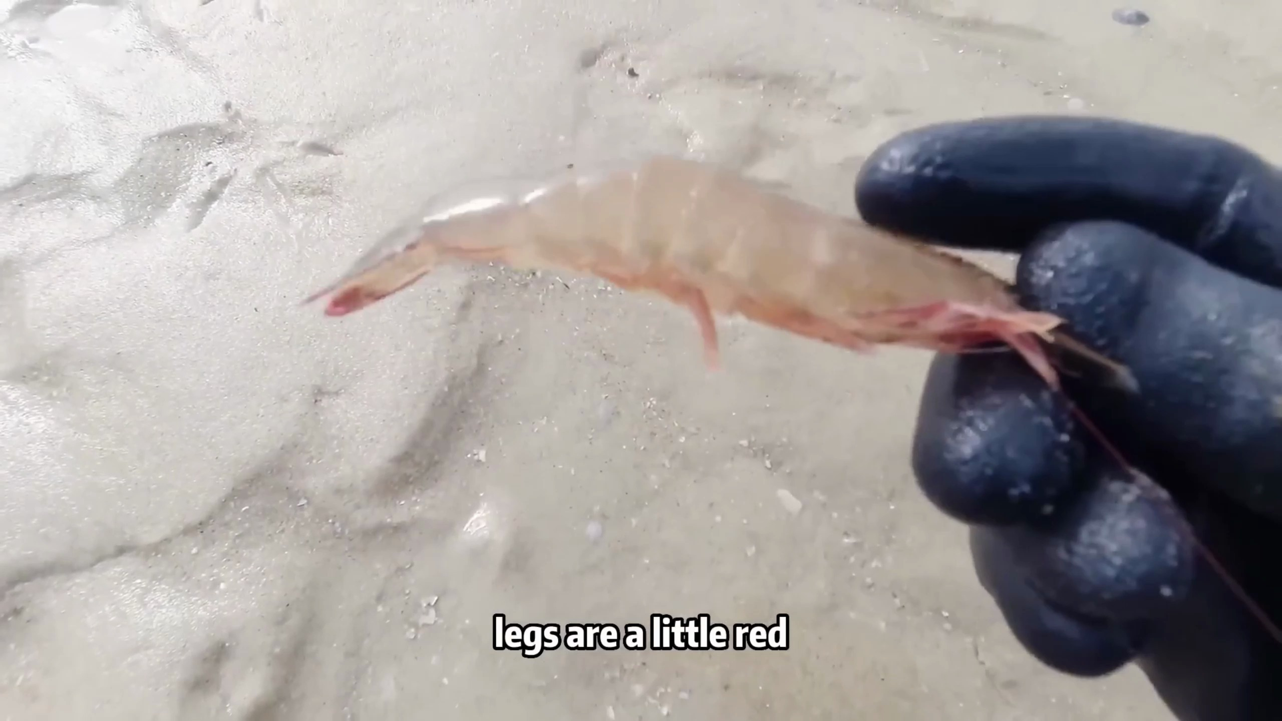 在海滩上发现这么多死掉的小魔鬼鱼,在海滩上发现了什么?(2)