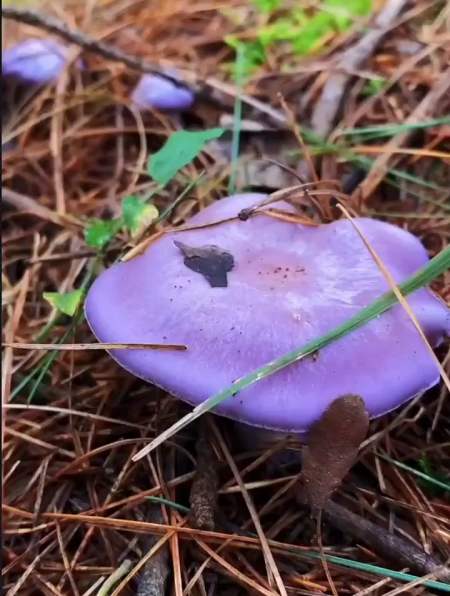 有你们认识这种紫色的野生菌吗-度小视