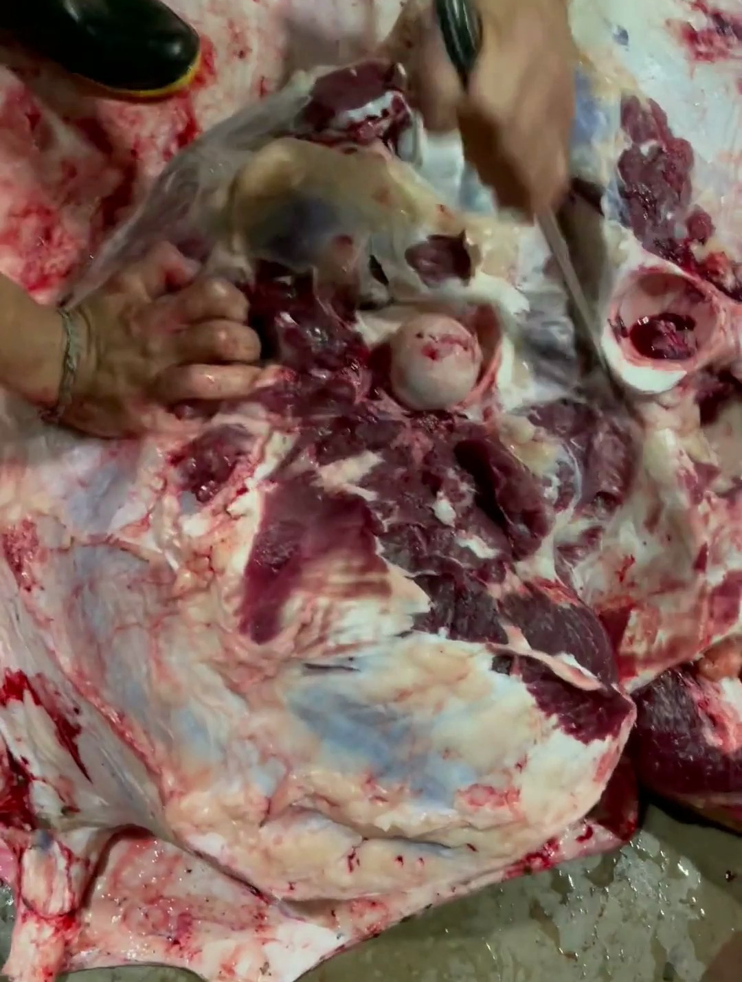 师傅每天凌晨3点起来宰牛,生活不易啊,每天都是新鲜牛肉!