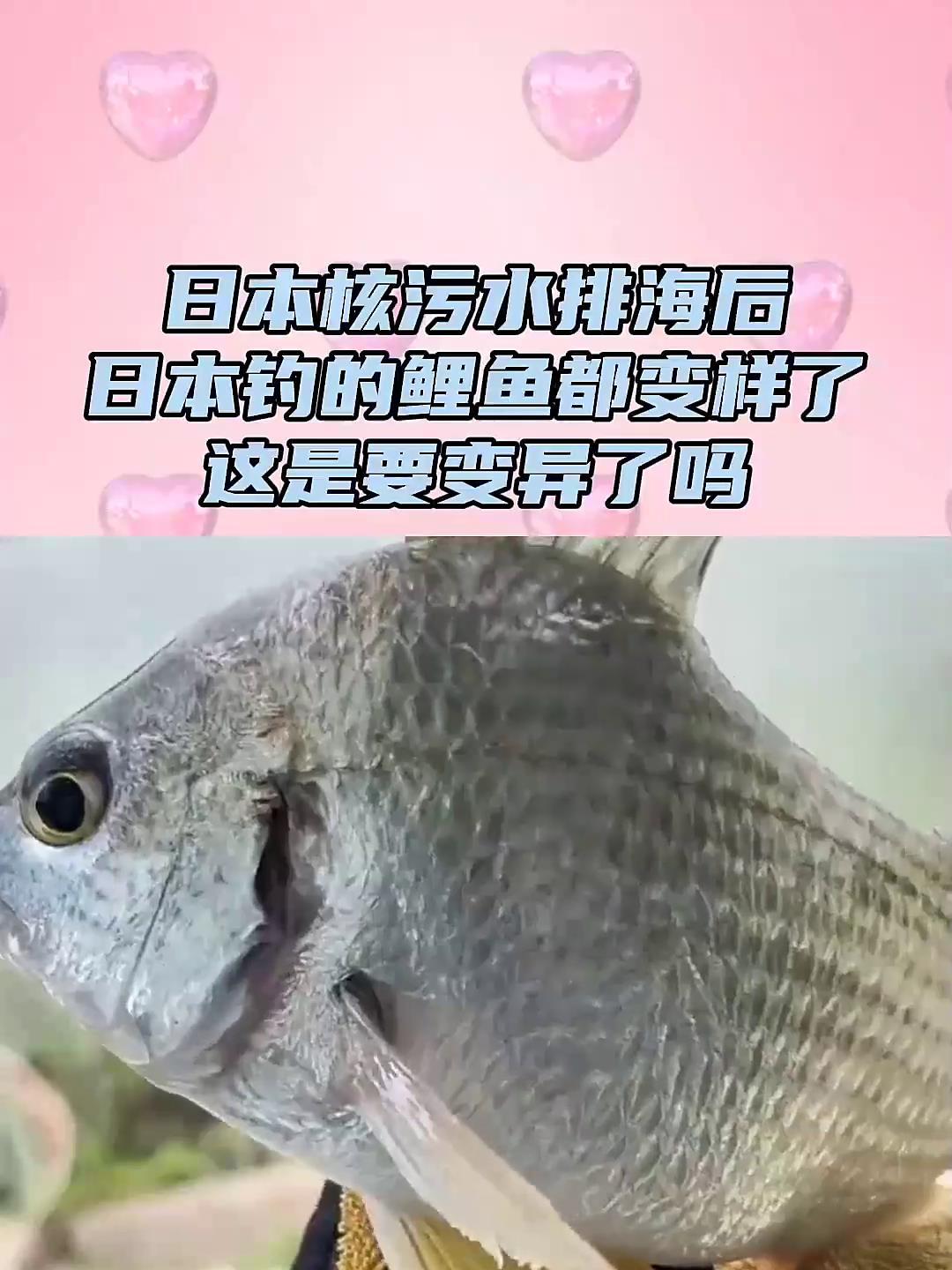 日本核污水排海后,日本海边钓的鲤鱼都变样了,这是要变异了吗?
