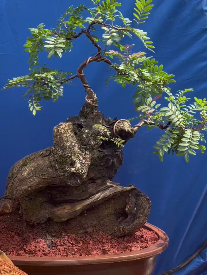 木樨榄的扦插繁殖图片