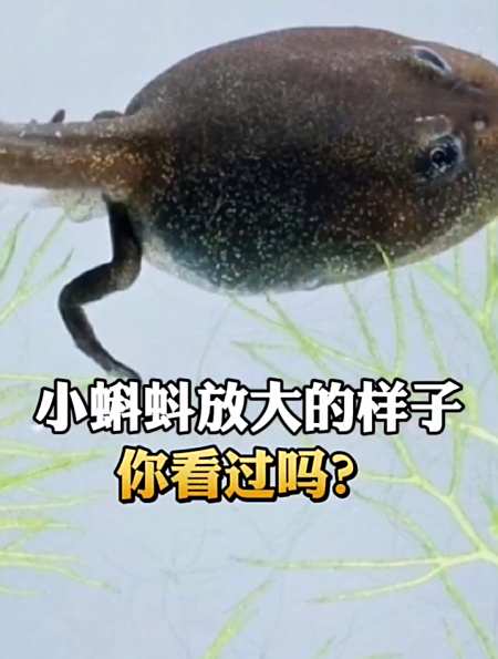 小蝌蚪放大的样子,你看过吗-度小视