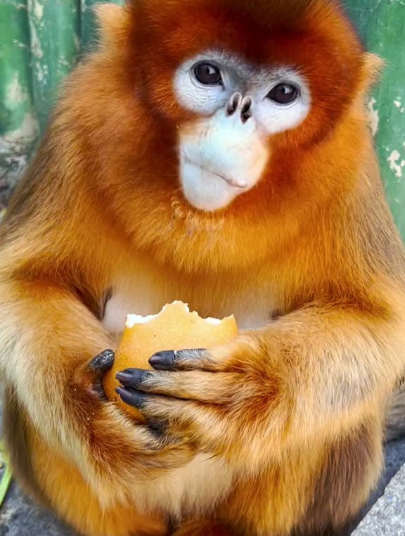 馋猫:本妃吃东西讲究,金丝猴吃东西的时候真有食欲啊