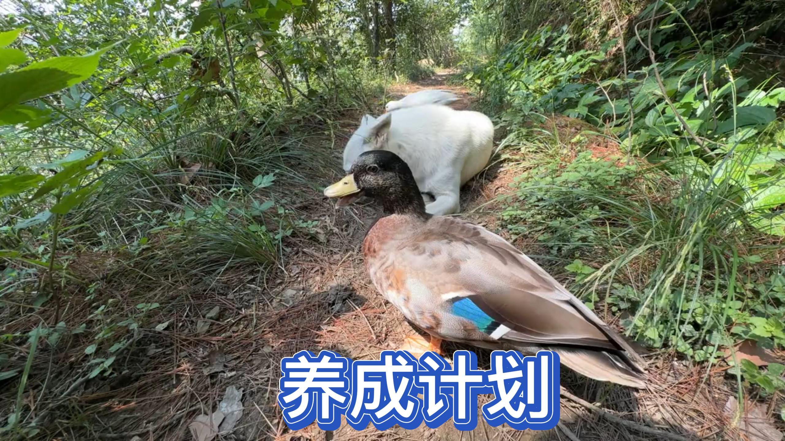 这鸭子都是什么审美啊,这么丑的鸭子它们是怎么都看上了