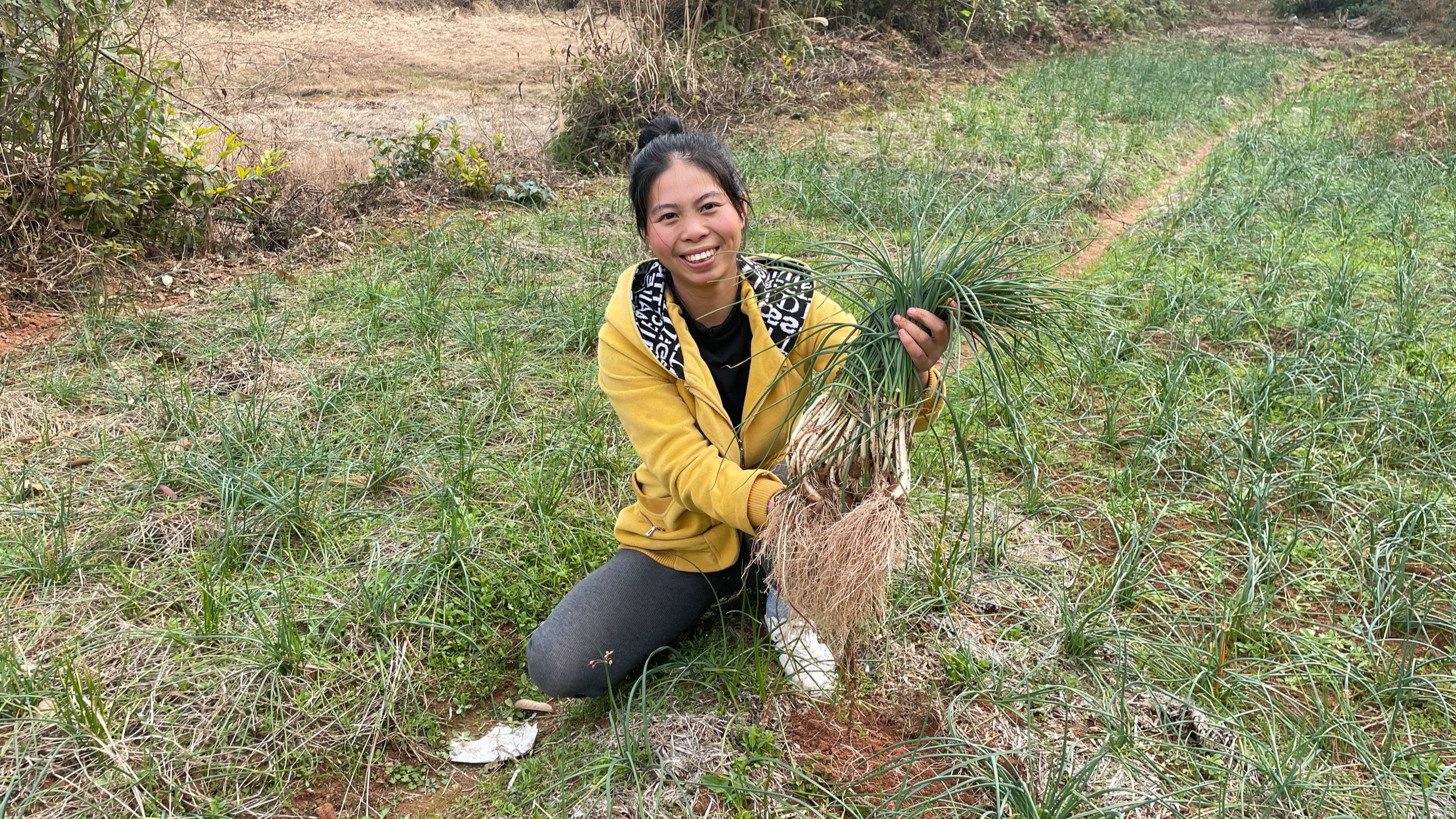 小秀去地里拔蔬菜,新鲜好吃的藠头,你们吃过吗?